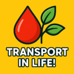 Transportation in plants and animals 